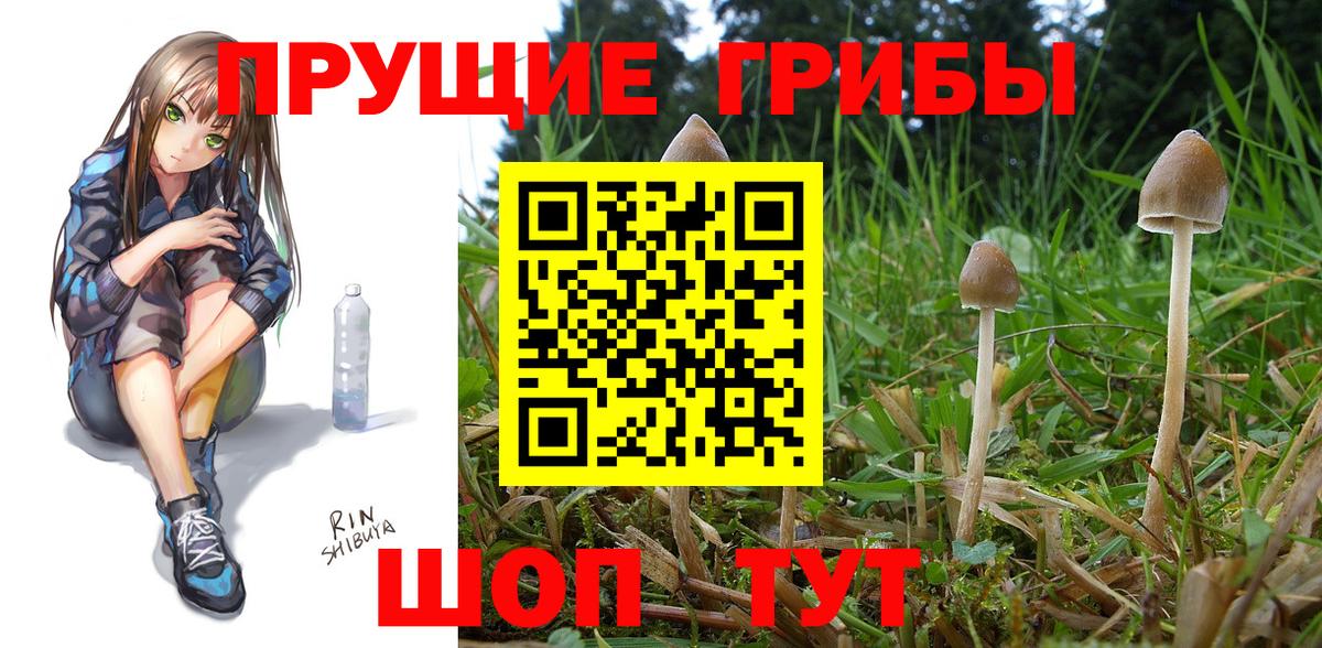 Псилоцибиновые грибы GOLDEN TEACHER  Вход с VPN  Коркино  Галлюциногенные грибы Psilocybine cubensis 